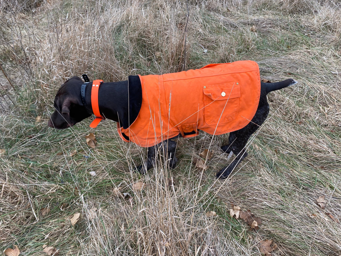 Upland Bird Dog Guide Service: Pheasant